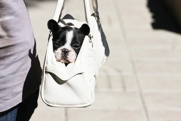 Franse bulldog-baby — Stockfoto