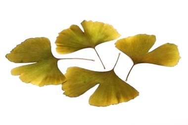 Ginkgo biloba