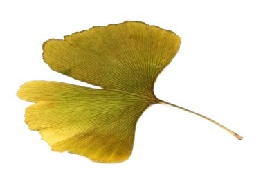 Ginkgo biloba