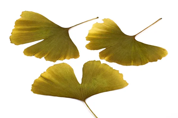 Ginkgo biloba — Foto Stock