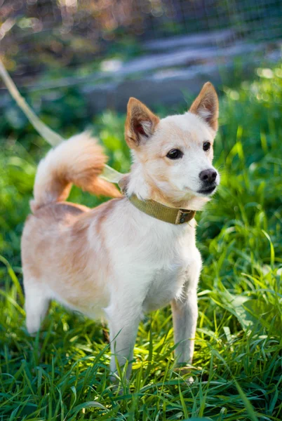 stock image The dog on a grass