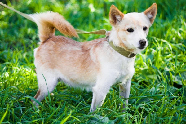 Собака на траві — стокове фото