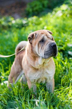 Çimlerin üzerindeki köpek.