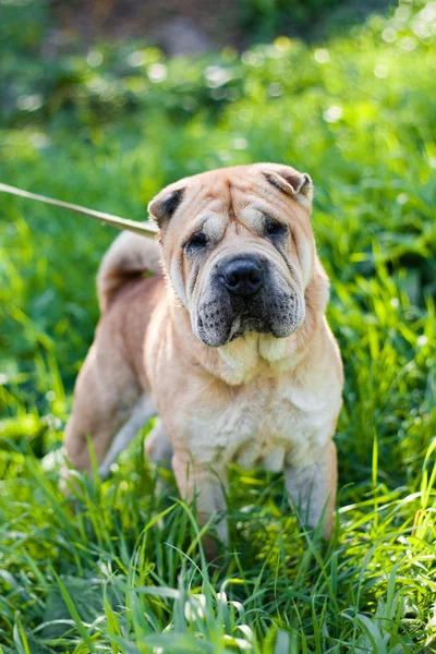 Собака на траві — стокове фото