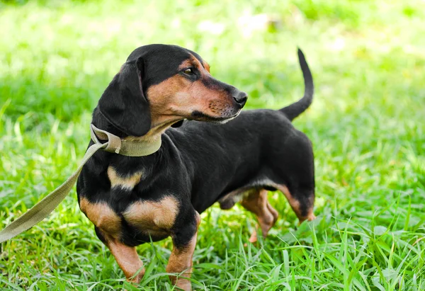 The dog on a grass — Stock Photo, Image