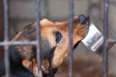 Dog with bowl clipart