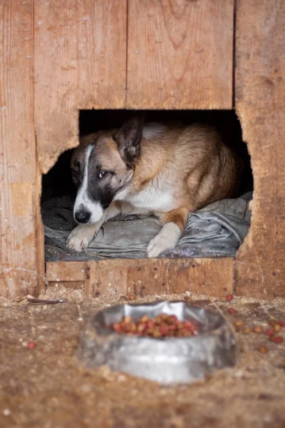 Dog in kennel — Stock Photo, Image