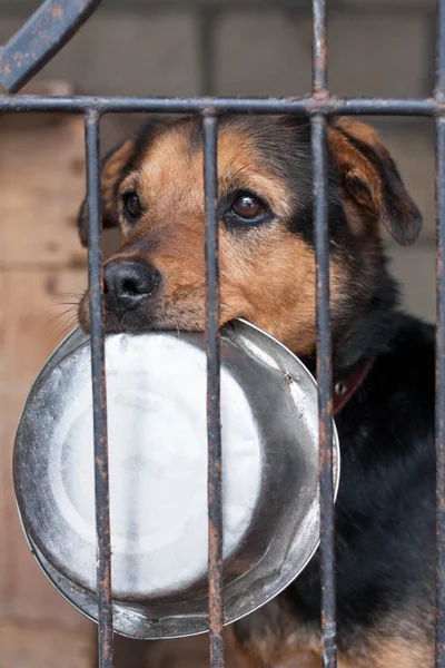 강아지 그릇 — 스톡 사진
