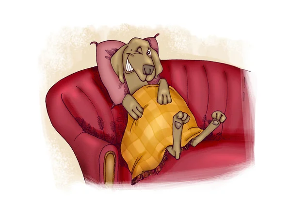 Perro feliz en sofá — Foto de Stock
