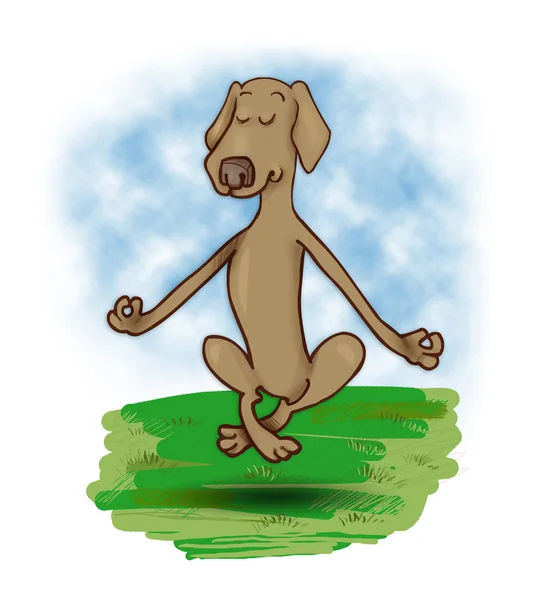 Levitating dog — Stock Photo, Image