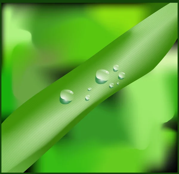 Gotas Frescas Água Grama Verde — Fotografia de Stock
