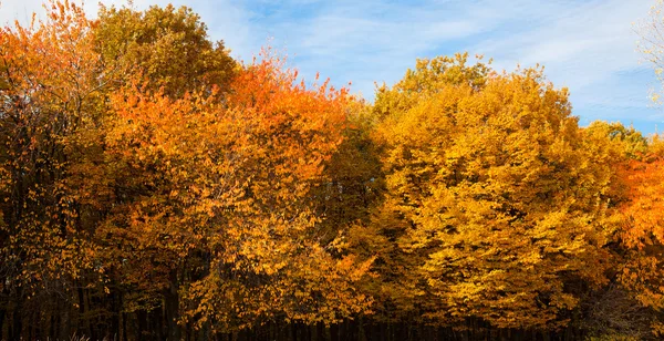 秋天的颜色 — 图库照片
