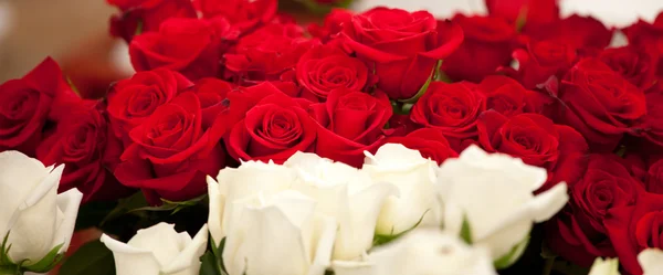 Czerwone i białe róże — Zdjęcie stockowe