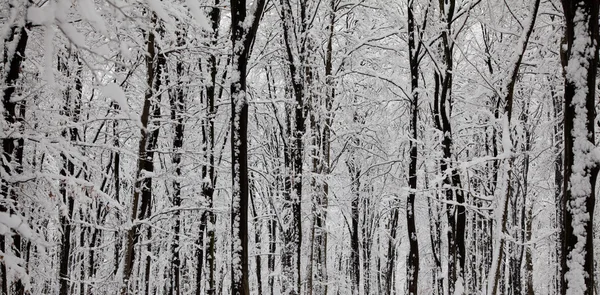 Панорамный Вид Стволов Деревьев Покрытых Снегом Зимой — стоковое фото