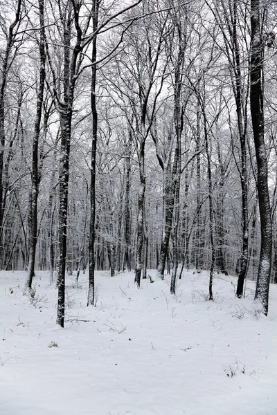 ป่าในฤดูหนาว — ภาพถ่ายสต็อก