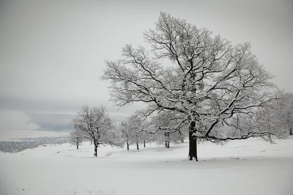 在冬天的橡树 — 图库照片