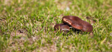 Vipera Berus