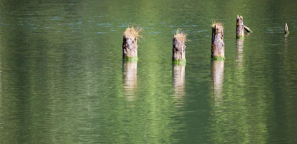 在红湖 与死树树干从水出来的具体景观 仍然是自然土地幻灯片 罗马尼亚 — 图库照片