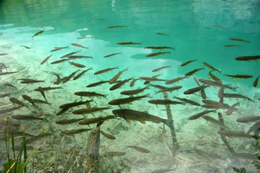 The many fish in the clean lake water, Croatia clipart