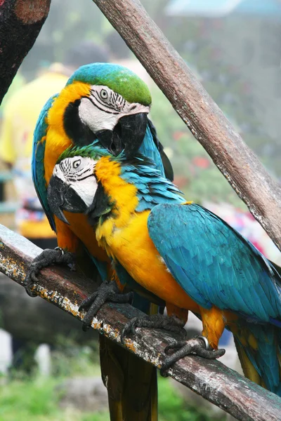 Ein Paar Große Papageien Die Auf Einem Ast Sitzen — Stockfoto