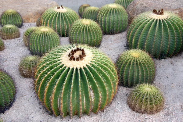 stock image Large round cactuses