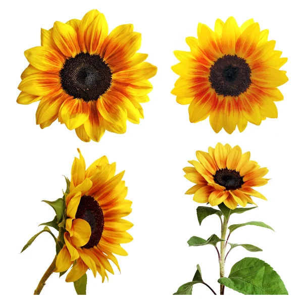 stock image Collection of sunflower