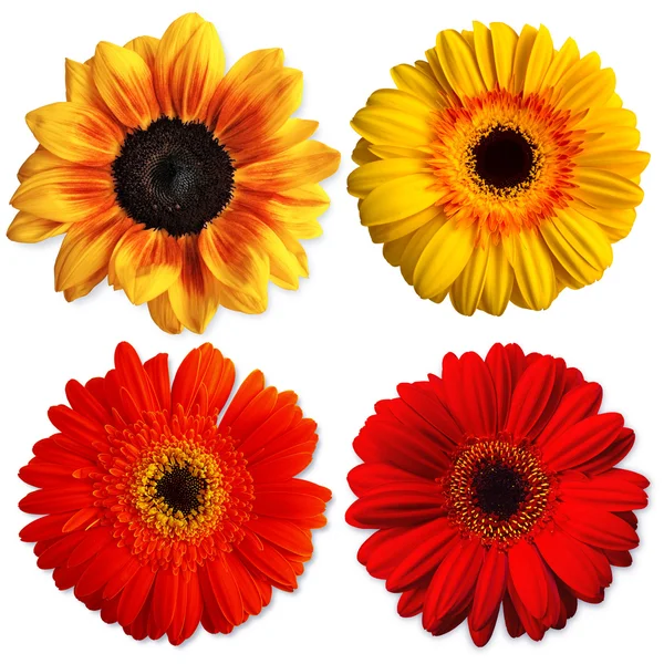 dilekler kartı için ayçiçekleri koleksiyonu