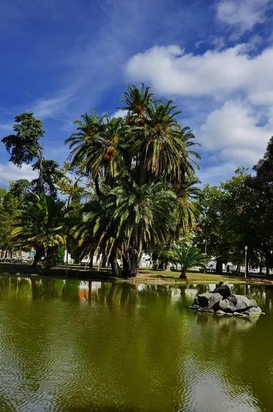 Göl kenarında palmiye ağaçları — Stok fotoğraf