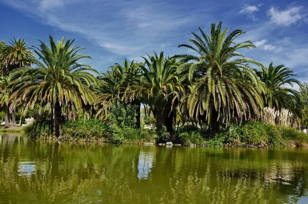 Palmiers au bord du lac — Photo