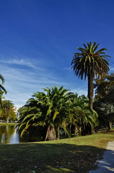Palm trees by the lake — Stock Photo, Image