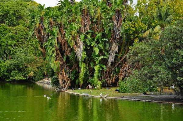 Palmové stromy u jezera — Stock fotografie