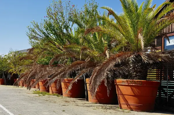 Göl kenarında palmiye ağaçları — Stok fotoğraf