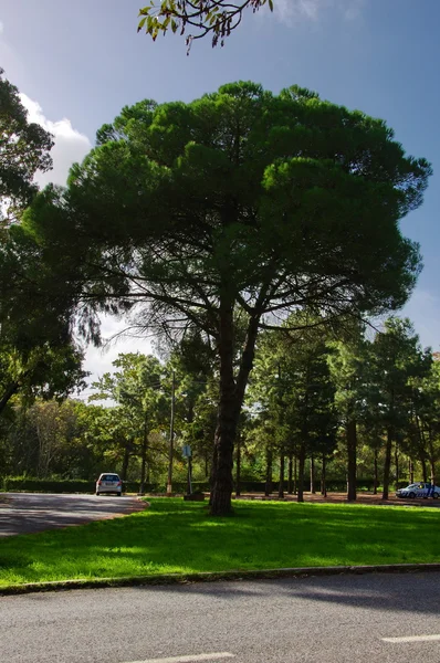 Portugal-skog natur — Stockfoto