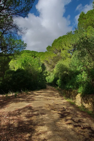 ポルトガル森林自然 — ストック写真