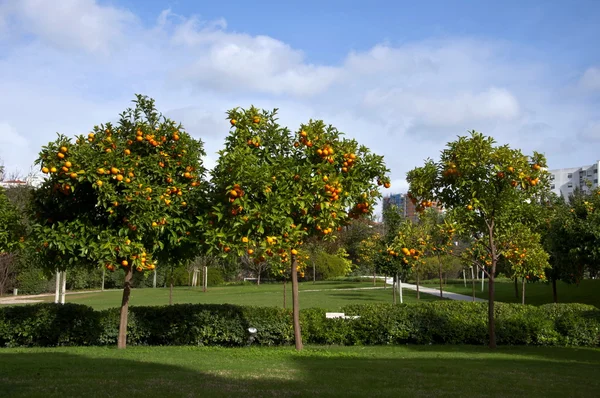 Portugalsko Oranžová Zahradní Nádvoří Lisabon — Stock fotografie