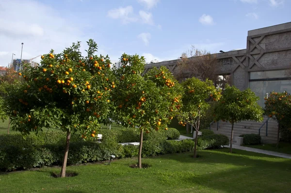 Orangerie — Stockfoto