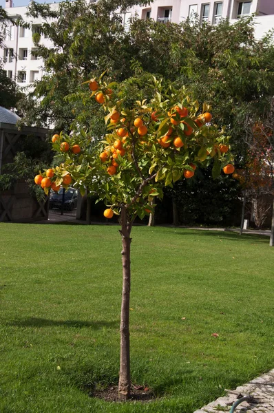 Portugal Orange Garten Hof Lissbon — Stockfoto