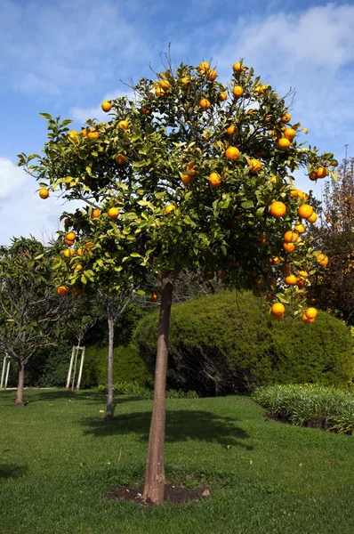Oranżeria — Zdjęcie stockowe