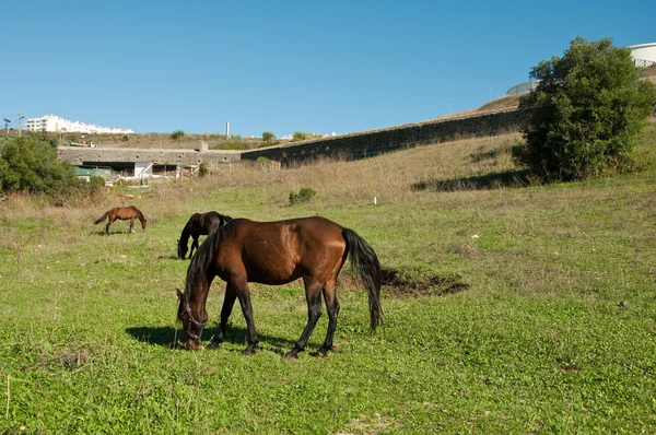 stock image Portuga Horse