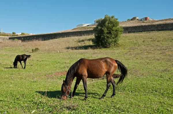 Португальская лошадь — стоковое фото