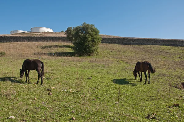 Portuga paard — Stockfoto