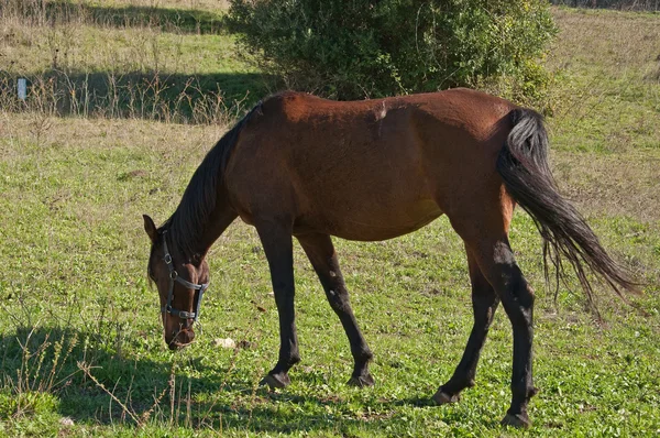 stock image Portuga Horse