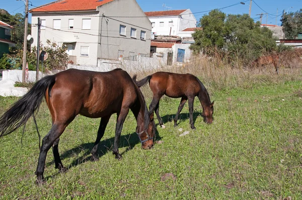Португальская лошадь — стоковое фото
