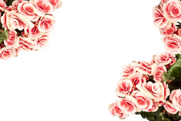 Kartka pocztowa kwiaty begonii — Zdjęcie stockowe