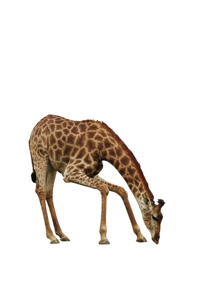 Giraffe op de witte achtergrond — Stockfoto
