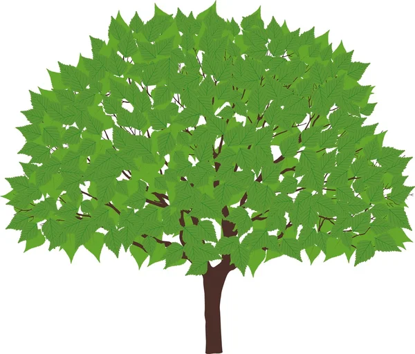 हिरवा वृक्ष — स्टॉक व्हेक्टर