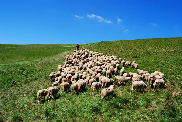 चरवाहा अपनी भेड़ों का नेतृत्व करता है — स्टॉक फ़ोटो, इमेज