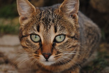 kedi gözleri güzel görünüyorsun