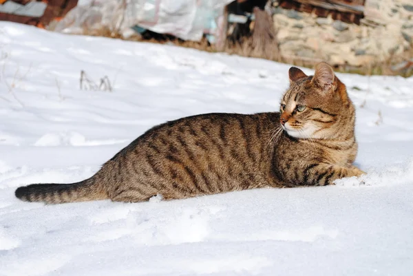 Feral cat in snow — Stock Photo, Image