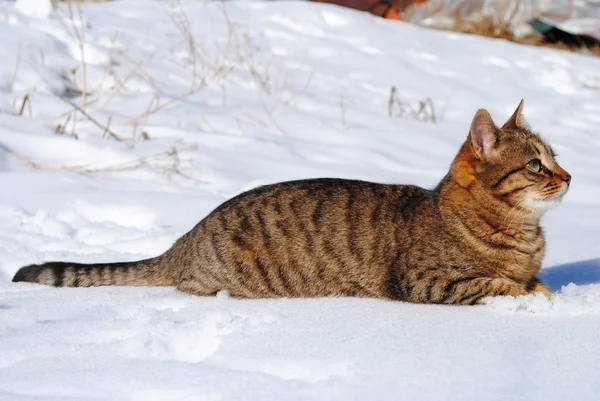 Cat in snow — Stock Photo, Image